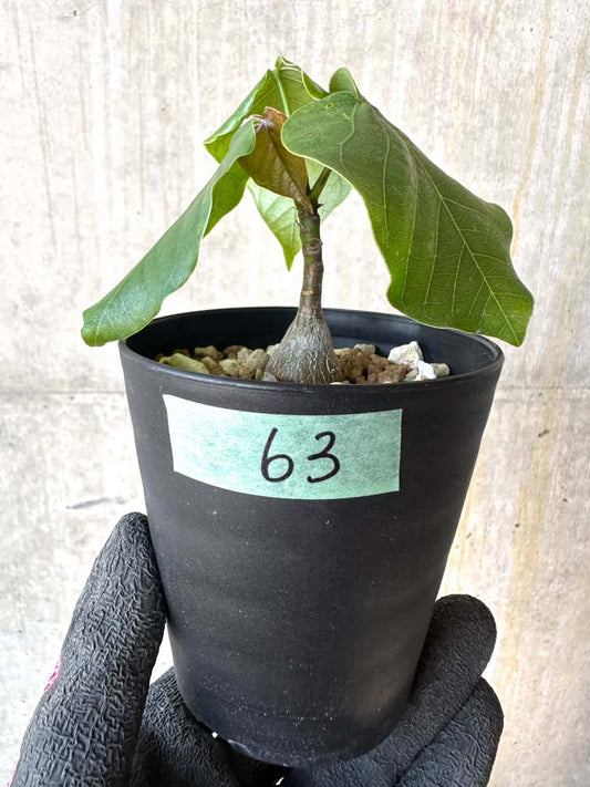 【現品限り】プセウドボンバックス・エリプティクム【G63】 Pseudobombax ellipticum ‘Rubrum