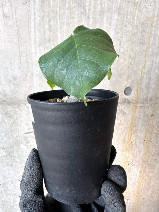 【現品限り】プセウドボンバックス・エリプティクム【G63】 Pseudobombax ellipticum ‘Rubrum