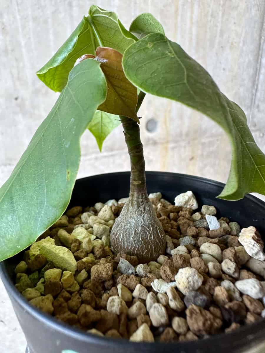 【現品限り】プセウドボンバックス・エリプティクム【G63】 Pseudobombax ellipticum ‘Rubrum