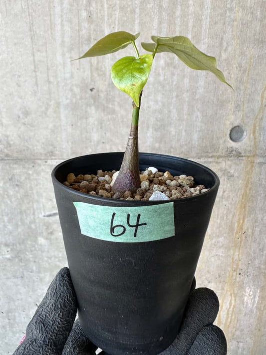 【現品限り】プセウドボンバックス・エリプティクム【G64】 Pseudobombax ellipticum ‘Rubrum