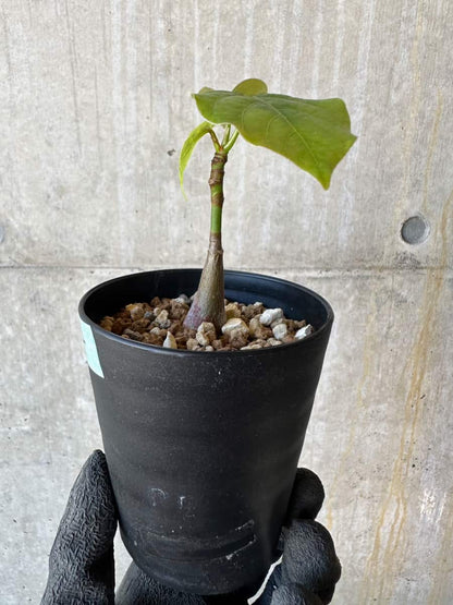 【現品限り】プセウドボンバックス・エリプティクム【G64】 Pseudobombax ellipticum ‘Rubrum