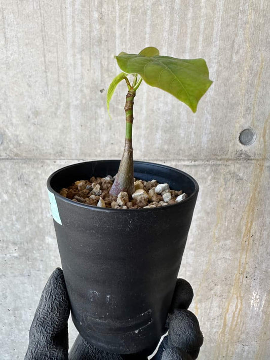 【現品限り】プセウドボンバックス・エリプティクム【G64】 Pseudobombax ellipticum ‘Rubrum