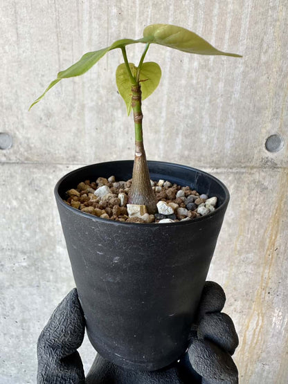 【現品限り】プセウドボンバックス・エリプティクム【G64】 Pseudobombax ellipticum ‘Rubrum