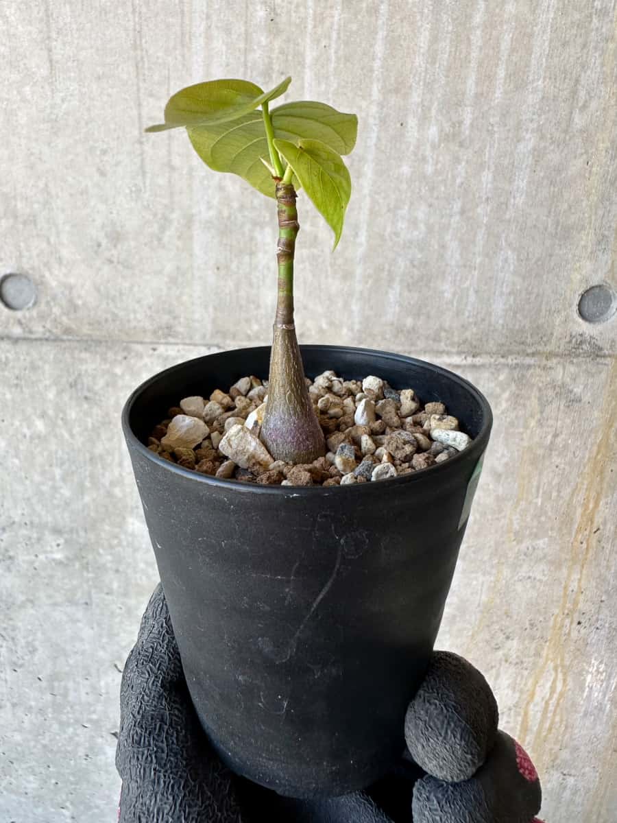 【現品限り】プセウドボンバックス・エリプティクム【G64】 Pseudobombax ellipticum ‘Rubrum