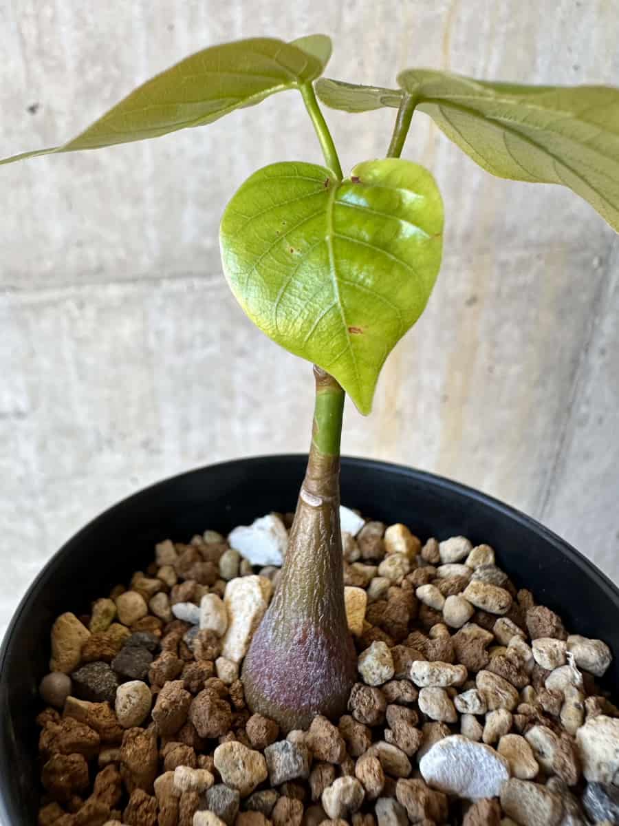 【現品限り】プセウドボンバックス・エリプティクム【G64】 Pseudobombax ellipticum ‘Rubrum