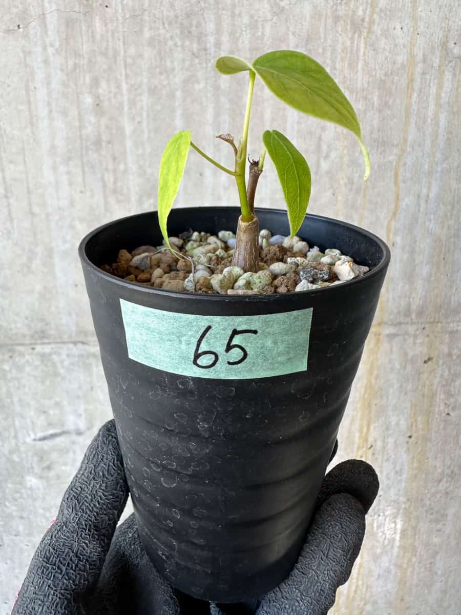 【現品限り】プセウドボンバックス・エリプティクム【G65】 Pseudobombax ellipticum ‘Rubrum