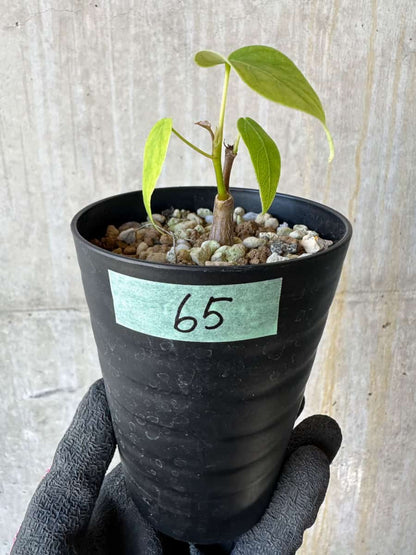 【現品限り】プセウドボンバックス・エリプティクム【G65】 Pseudobombax ellipticum ‘Rubrum