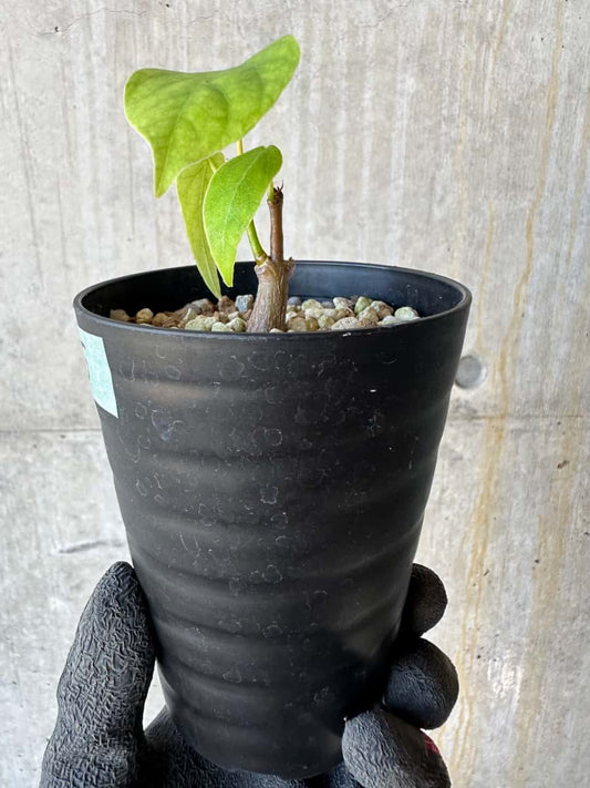 【現品限り】プセウドボンバックス・エリプティクム【G65】 Pseudobombax ellipticum ‘Rubrum