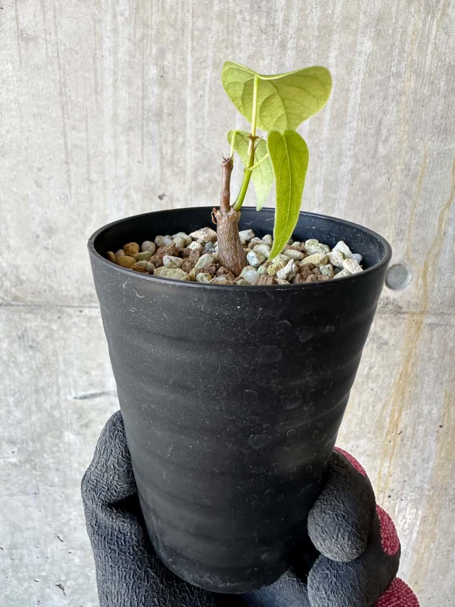 【現品限り】プセウドボンバックス・エリプティクム【G65】 Pseudobombax ellipticum ‘Rubrum