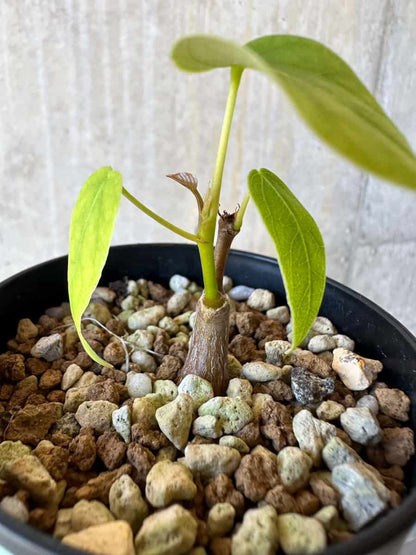 【現品限り】プセウドボンバックス・エリプティクム【G65】 Pseudobombax ellipticum ‘Rubrum