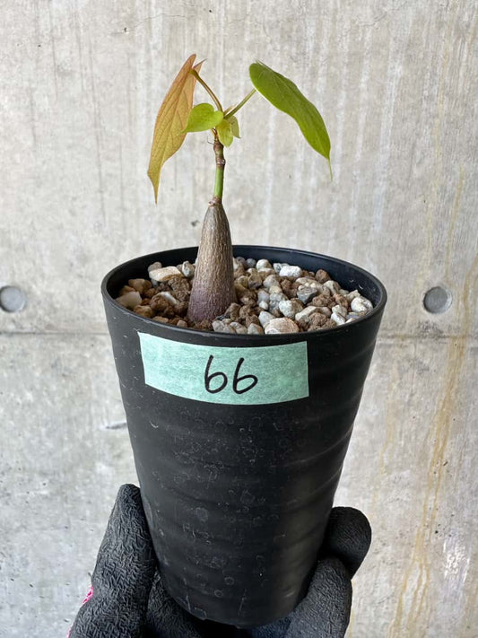 【現品限り】プセウドボンバックス・エリプティクム【G66】 Pseudobombax ellipticum ‘Rubrum