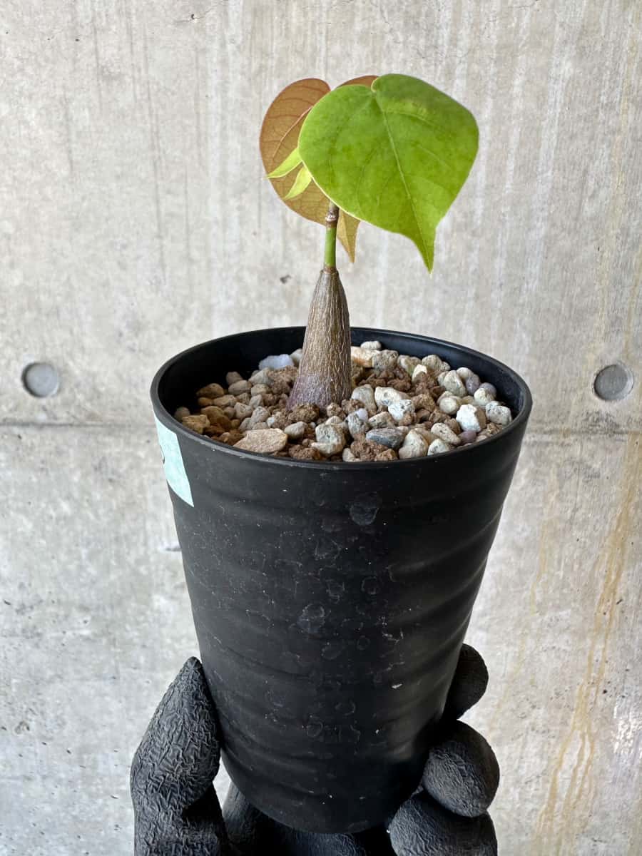 【現品限り】プセウドボンバックス・エリプティクム【G66】 Pseudobombax ellipticum ‘Rubrum