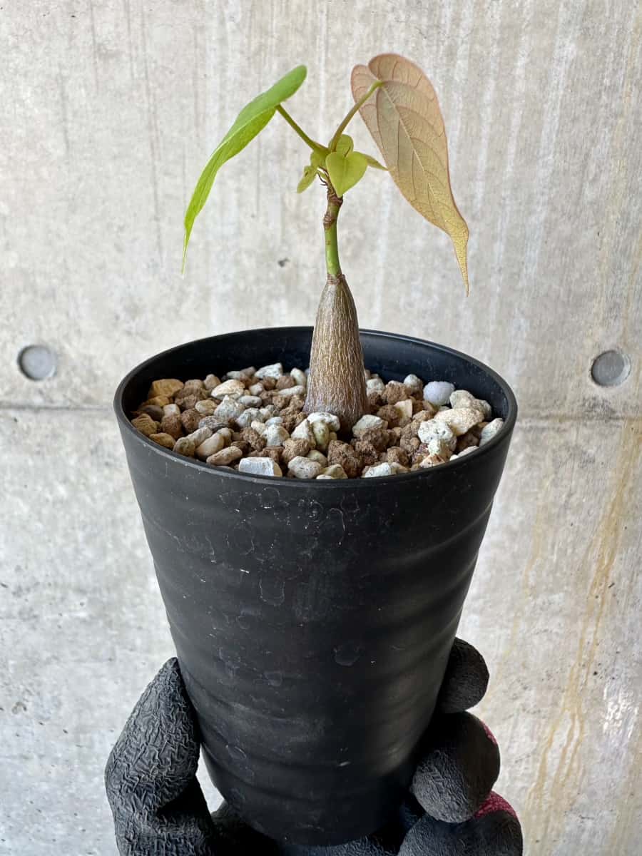 【現品限り】プセウドボンバックス・エリプティクム【G66】 Pseudobombax ellipticum ‘Rubrum