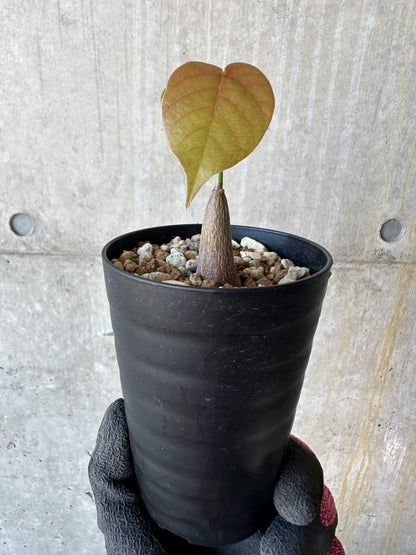 【現品限り】プセウドボンバックス・エリプティクム【G66】 Pseudobombax ellipticum ‘Rubrum