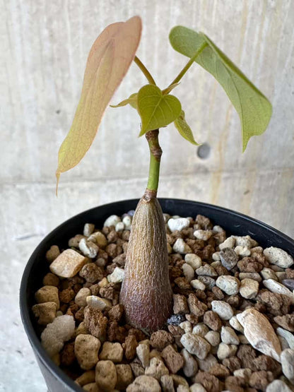 【現品限り】プセウドボンバックス・エリプティクム【G66】 Pseudobombax ellipticum ‘Rubrum