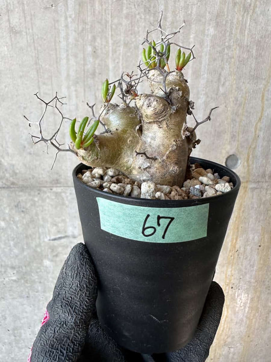 【現品限り】チレコドン・レティキュラータス 現地株 発根済み 万物想 【G67】 Tylecodon reticulatus