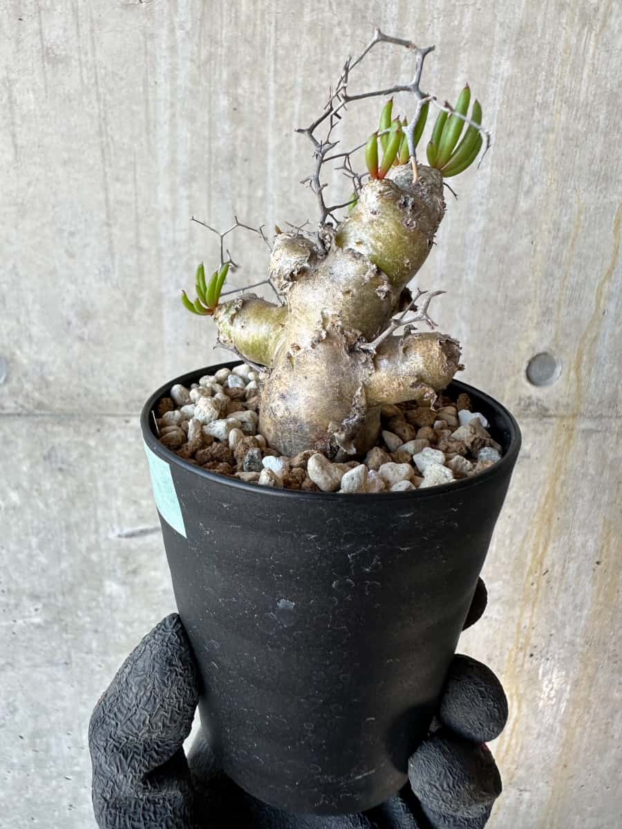 【現品限り】チレコドン・レティキュラータス 現地株 発根済み 万物想 【G67】 Tylecodon reticulatus