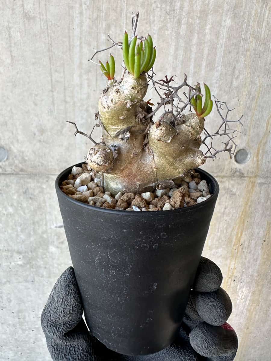 【現品限り】チレコドン・レティキュラータス 現地株 発根済み 万物想 【G67】 Tylecodon reticulatus