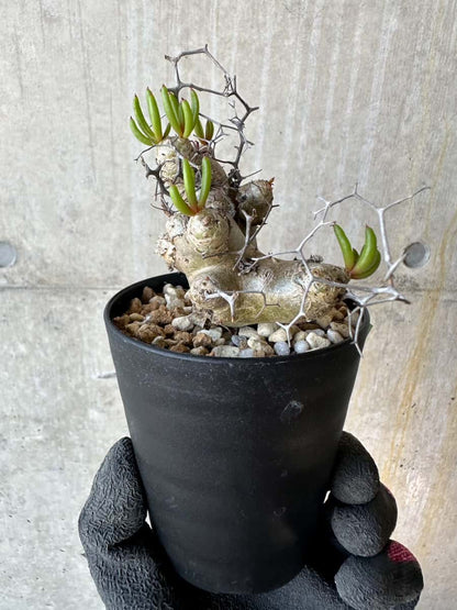 【現品限り】チレコドン・レティキュラータス 現地株 発根済み 万物想 【G67】 Tylecodon reticulatus