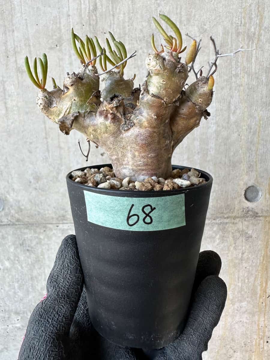 大株❗️ 塊根植物　チレコドン　レキュラータス　万物想　現地球 Tylecodon Reticulatus <チレコドン レティキュラーツス> 和名は『万物