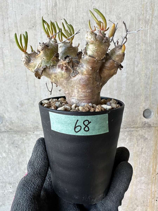 【現品限り】チレコドン・レティキュラータス 現地株 発根済み 万物想 【G68】 Tylecodon reticulatus