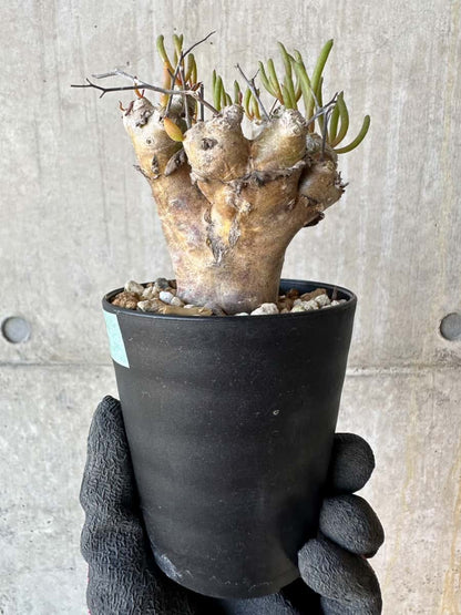 【現品限り】チレコドン・レティキュラータス 現地株 発根済み 万物想 【G68】 Tylecodon reticulatus