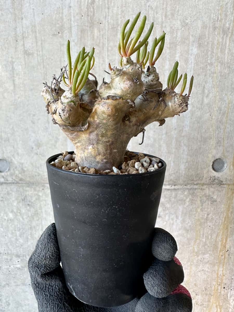 【現品限り】チレコドン・レティキュラータス 現地株 発根済み 万物想 【G68】 Tylecodon reticulatus