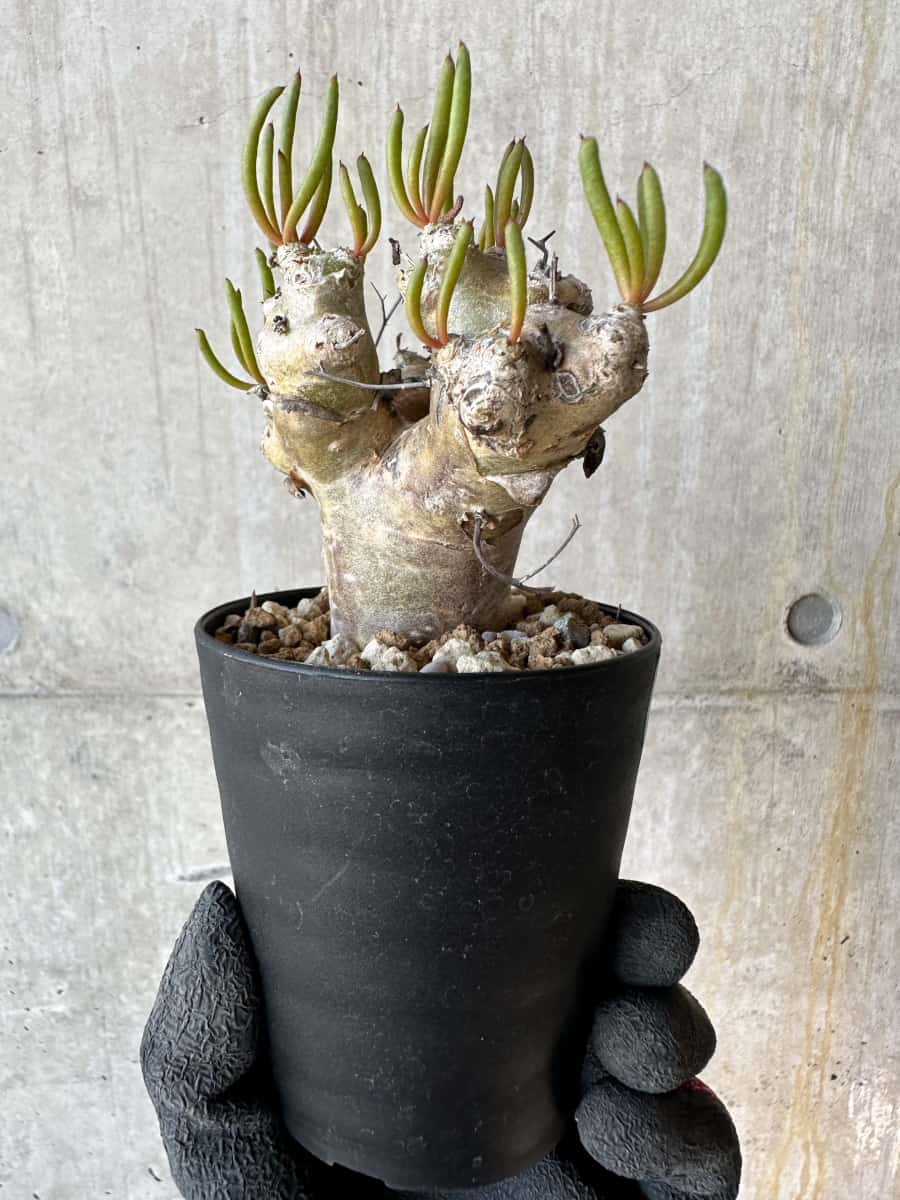 【現品限り】チレコドン・レティキュラータス 現地株 発根済み 万物想 【G68】 Tylecodon reticulatus