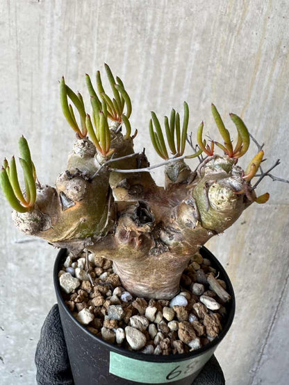 【現品限り】チレコドン・レティキュラータス 現地株 発根済み 万物想 【G68】 Tylecodon reticulatus