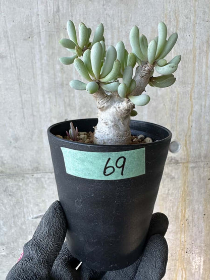 【現品限り】オトンナ・クラビフォリア【G69】 Othonna clavifolia