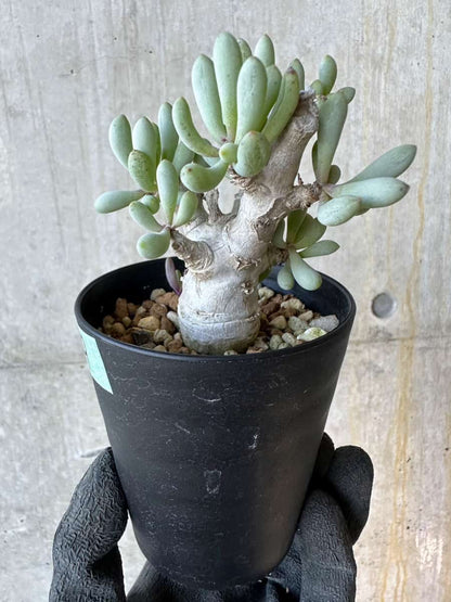【現品限り】オトンナ・クラビフォリア【G69】 Othonna clavifolia