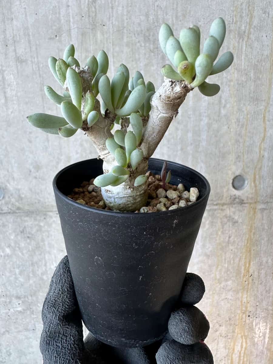 【現品限り】オトンナ・クラビフォリア【G69】 Othonna clavifolia