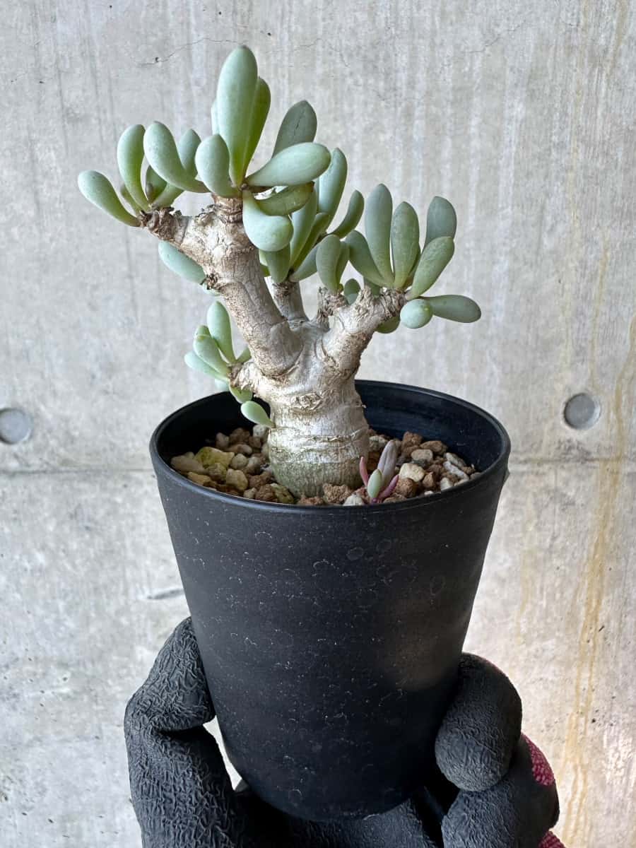 【現品限り】オトンナ・クラビフォリア【G69】 Othonna clavifolia