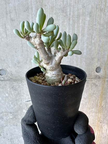 【現品限り】オトンナ・クラビフォリア【G69】 Othonna clavifolia