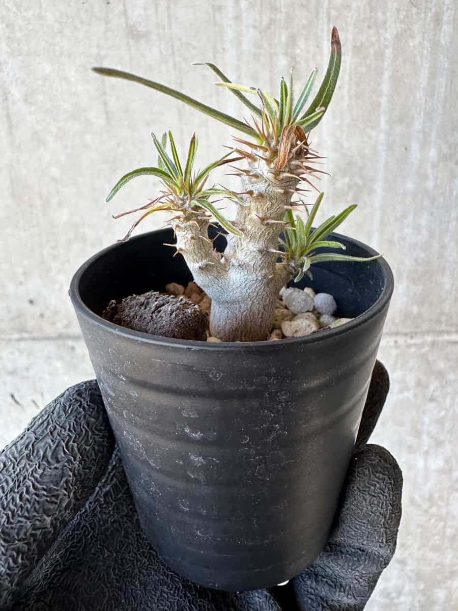現品限り】パキポディウム・グラキリス【G6】 Pachypodium gracilius