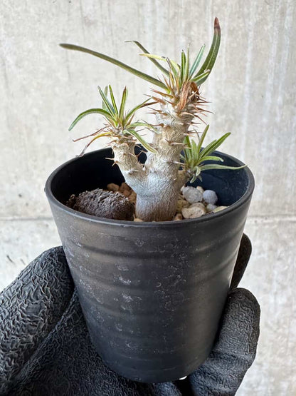 【現品限り】パキポディウム・グラキリス【G6】 Pachypodium gracilius