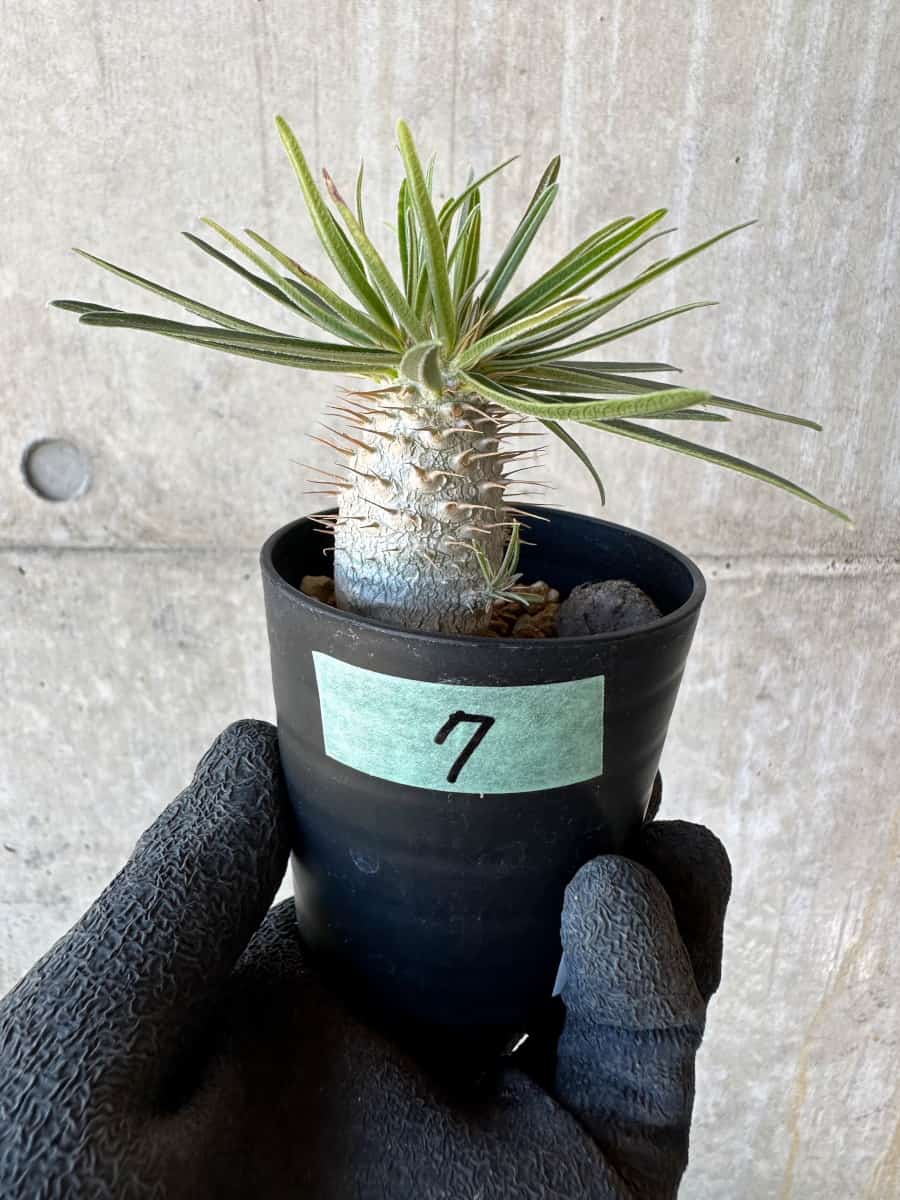 【現品限り】パキポディウム・グラキリス【G7】 Pachypodium gracilius