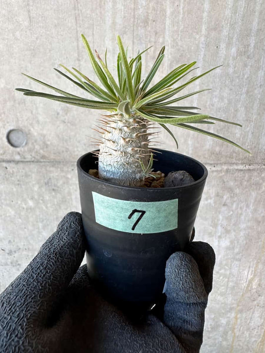 【現品限り】パキポディウム・グラキリス【G7】 Pachypodium gracilius