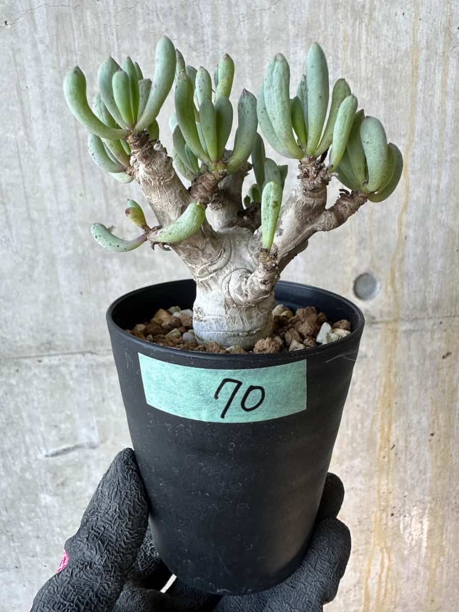 【現品限り】オトンナ・クラビフォリア【G70】 Othonna clavifolia