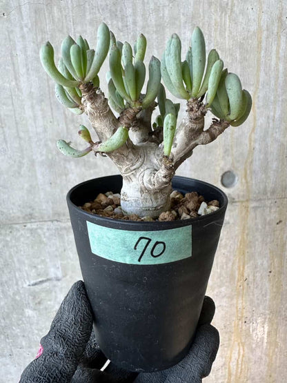 【現品限り】オトンナ・クラビフォリア【G70】 Othonna clavifolia