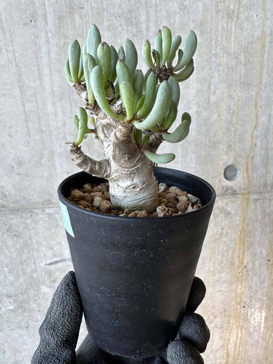 【現品限り】オトンナ・クラビフォリア【G70】 Othonna clavifolia