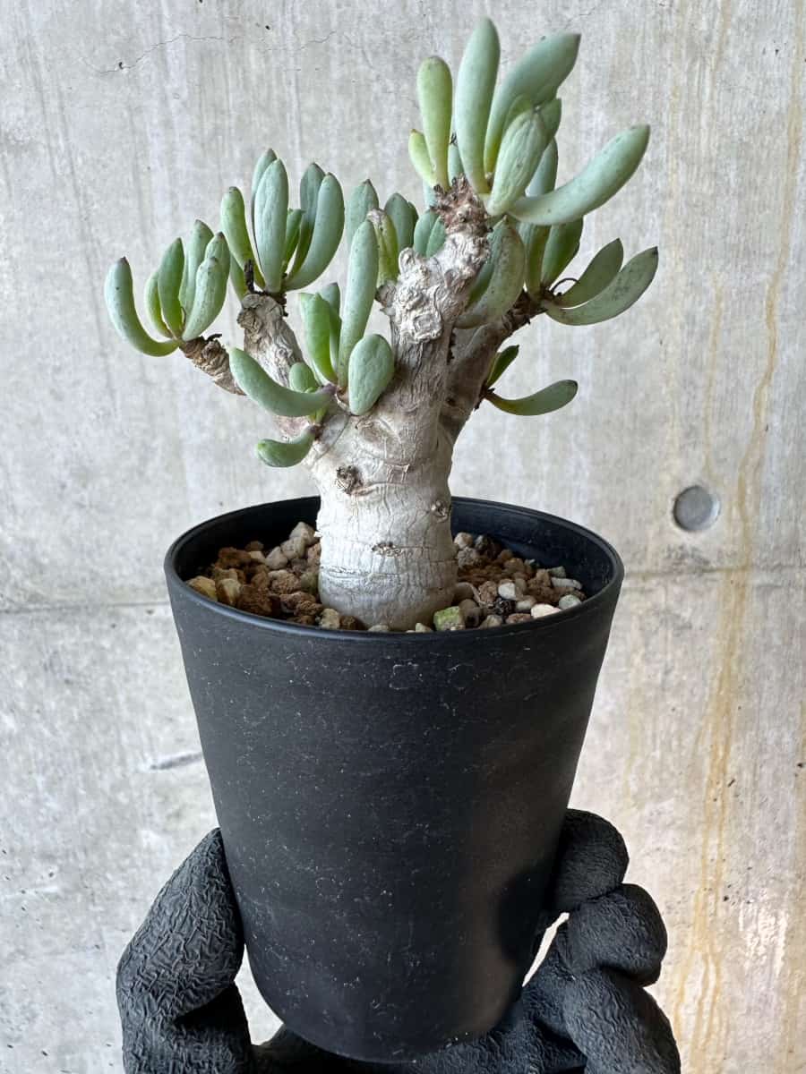 【現品限り】オトンナ・クラビフォリア【G70】 Othonna clavifolia