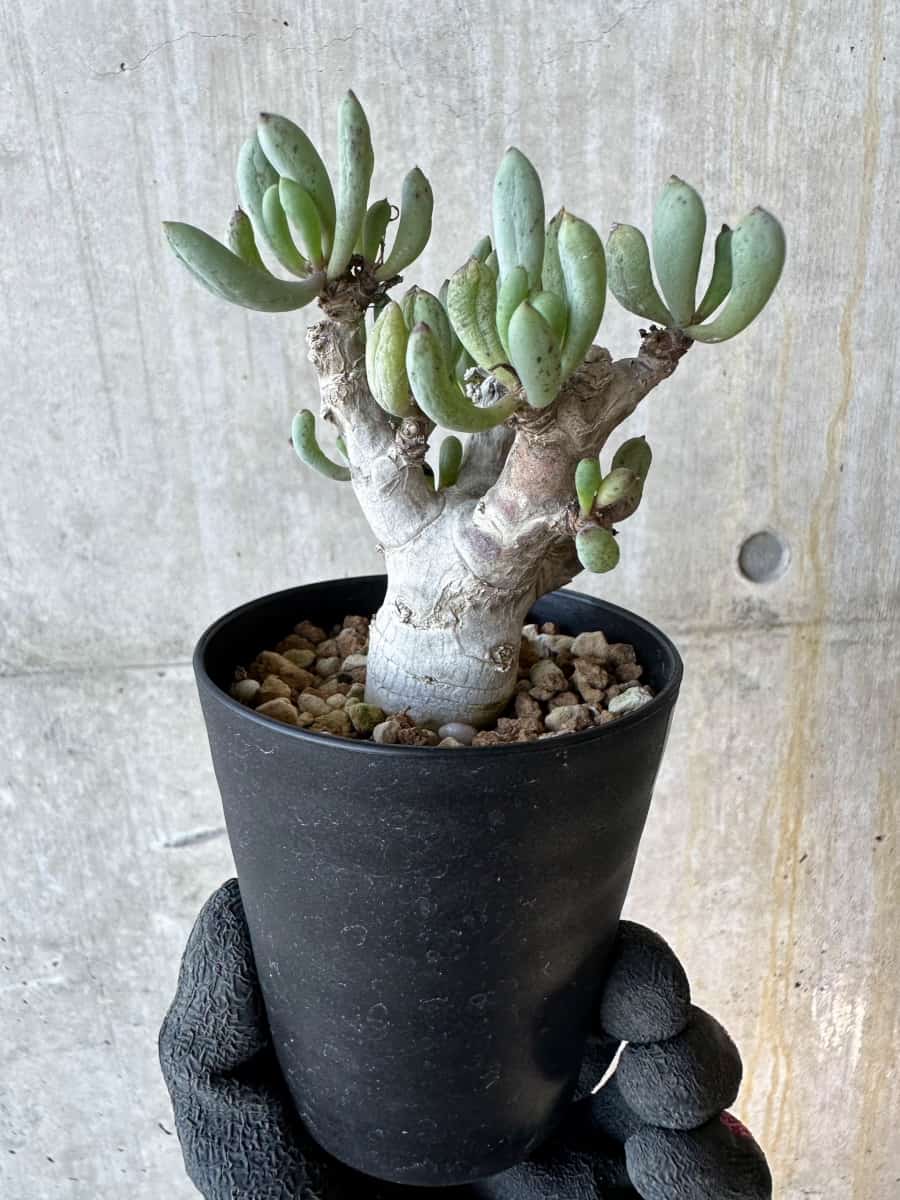 【現品限り】オトンナ・クラビフォリア【G70】 Othonna clavifolia