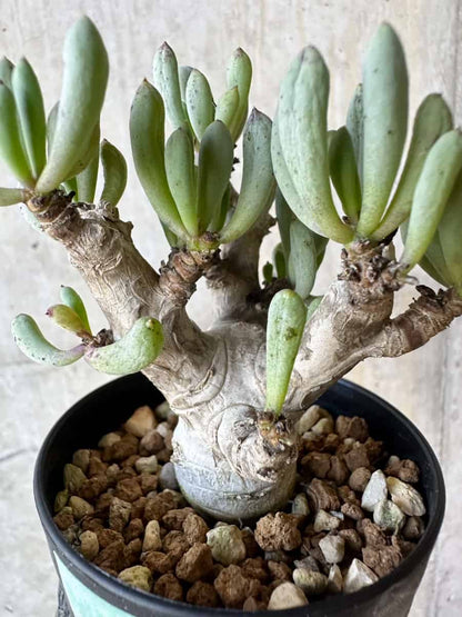【現品限り】オトンナ・クラビフォリア【G70】 Othonna clavifolia