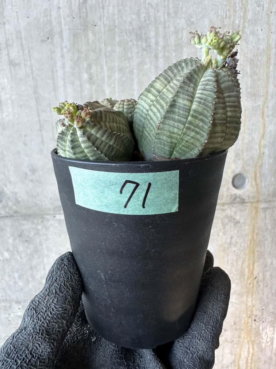【現品限り】ユーフォルビア・オベサ 多頭【G71】 Euphorbia obesa