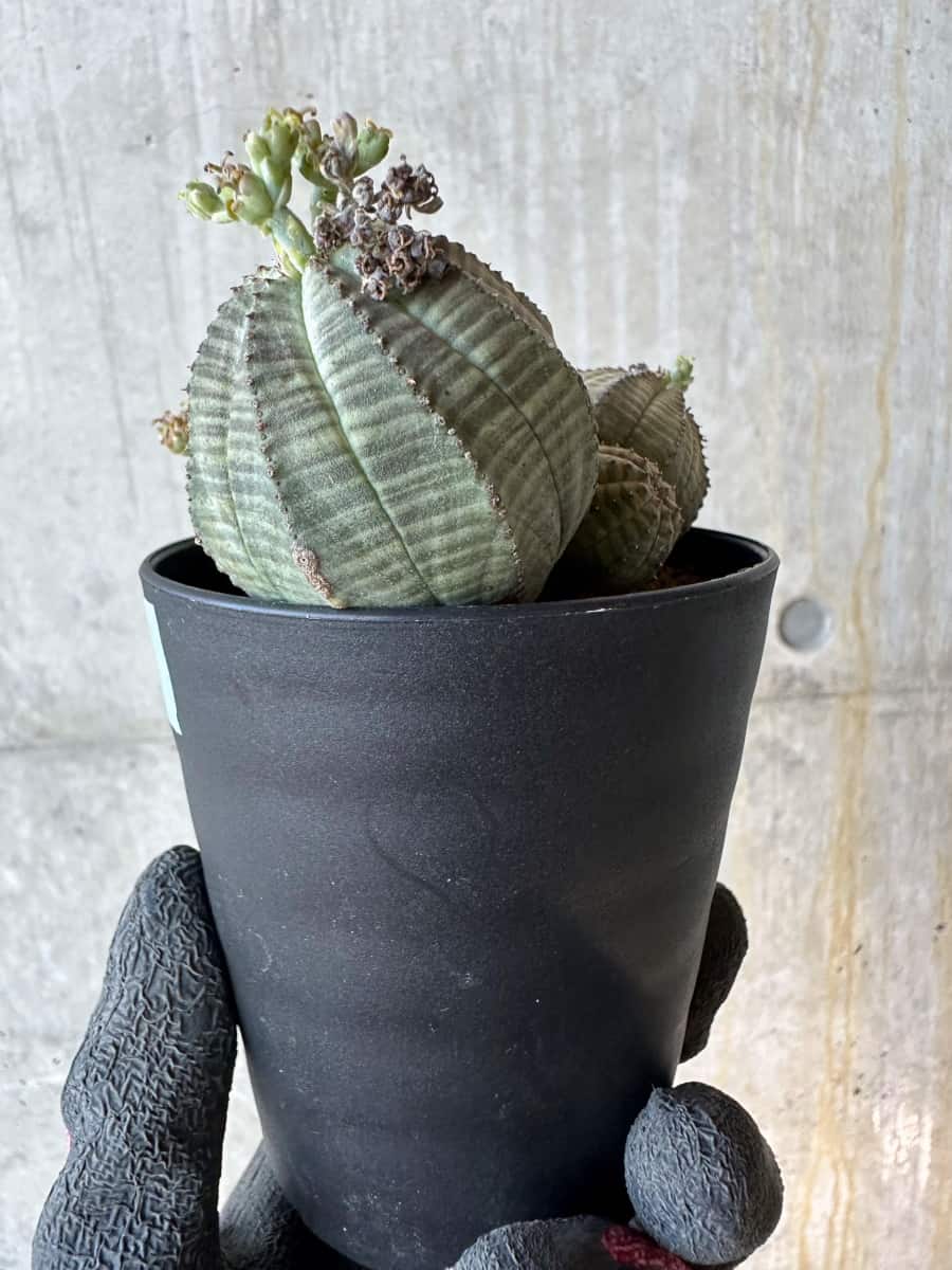 【現品限り】ユーフォルビア・オベサ 多頭【G71】 Euphorbia obesa