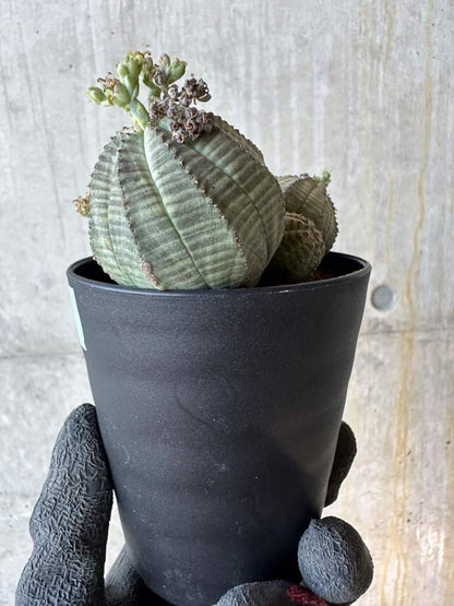 【現品限り】ユーフォルビア・オベサ 多頭【G71】 Euphorbia obesa