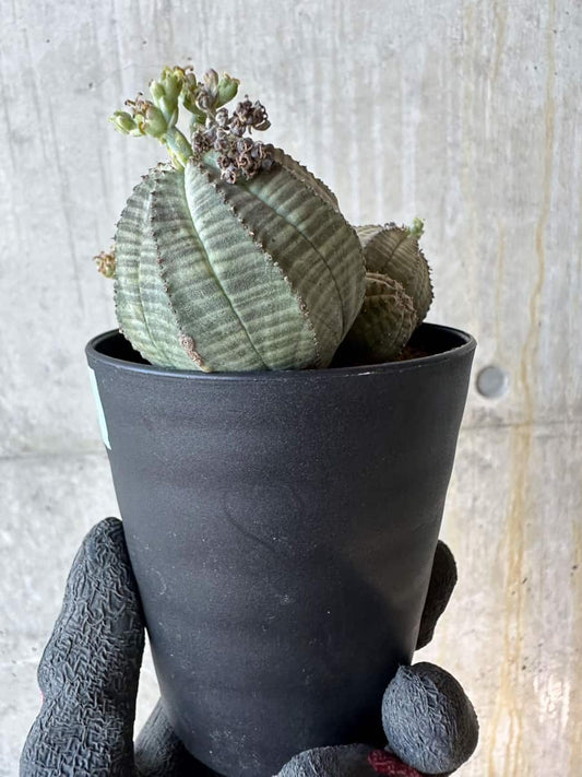 【現品限り】ユーフォルビア・オベサ 多頭【G71】 Euphorbia obesa