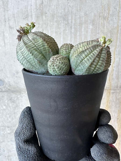 【現品限り】ユーフォルビア・オベサ 多頭【G71】 Euphorbia obesa
