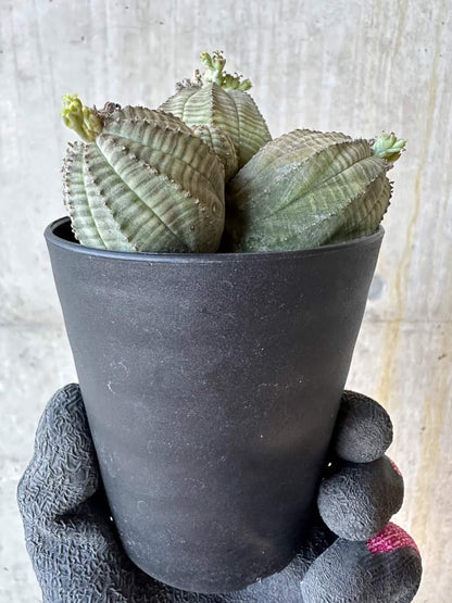 【現品限り】ユーフォルビア・オベサ 多頭【G71】 Euphorbia obesa